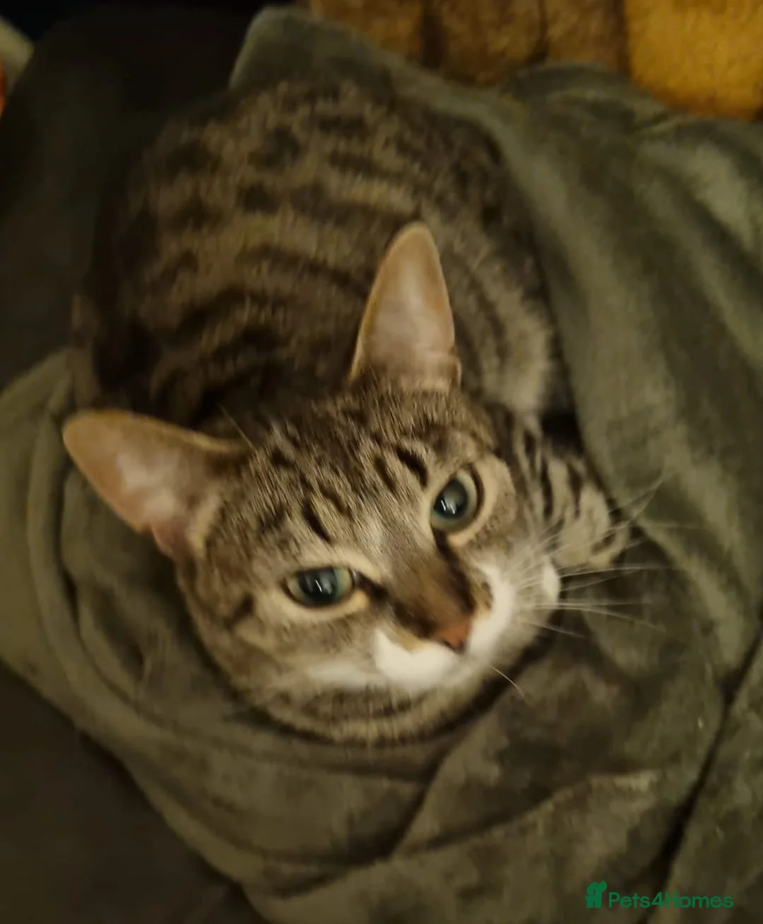 Mixed Breed cats for sale: 5year old female tabby cat  - Advert 1