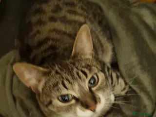 Mixed Breed cats 5year old female tabby cat - Advert 1