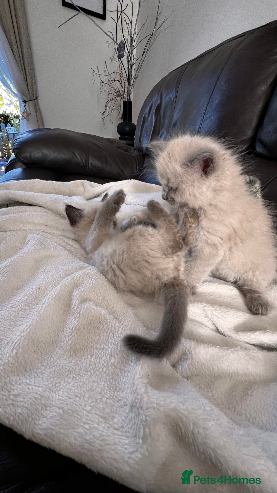 Ragdoll cats for sale: Ragdoll kittens - Image 5