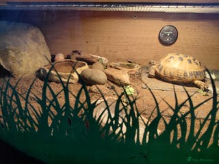 Tortoise reptiles Russian Tortoise - Advert 1