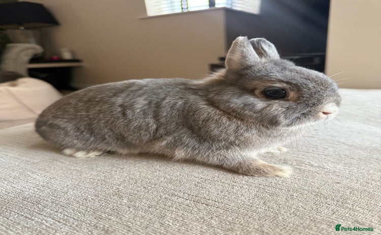 Netherland Dwarf rabbits - Advert 1