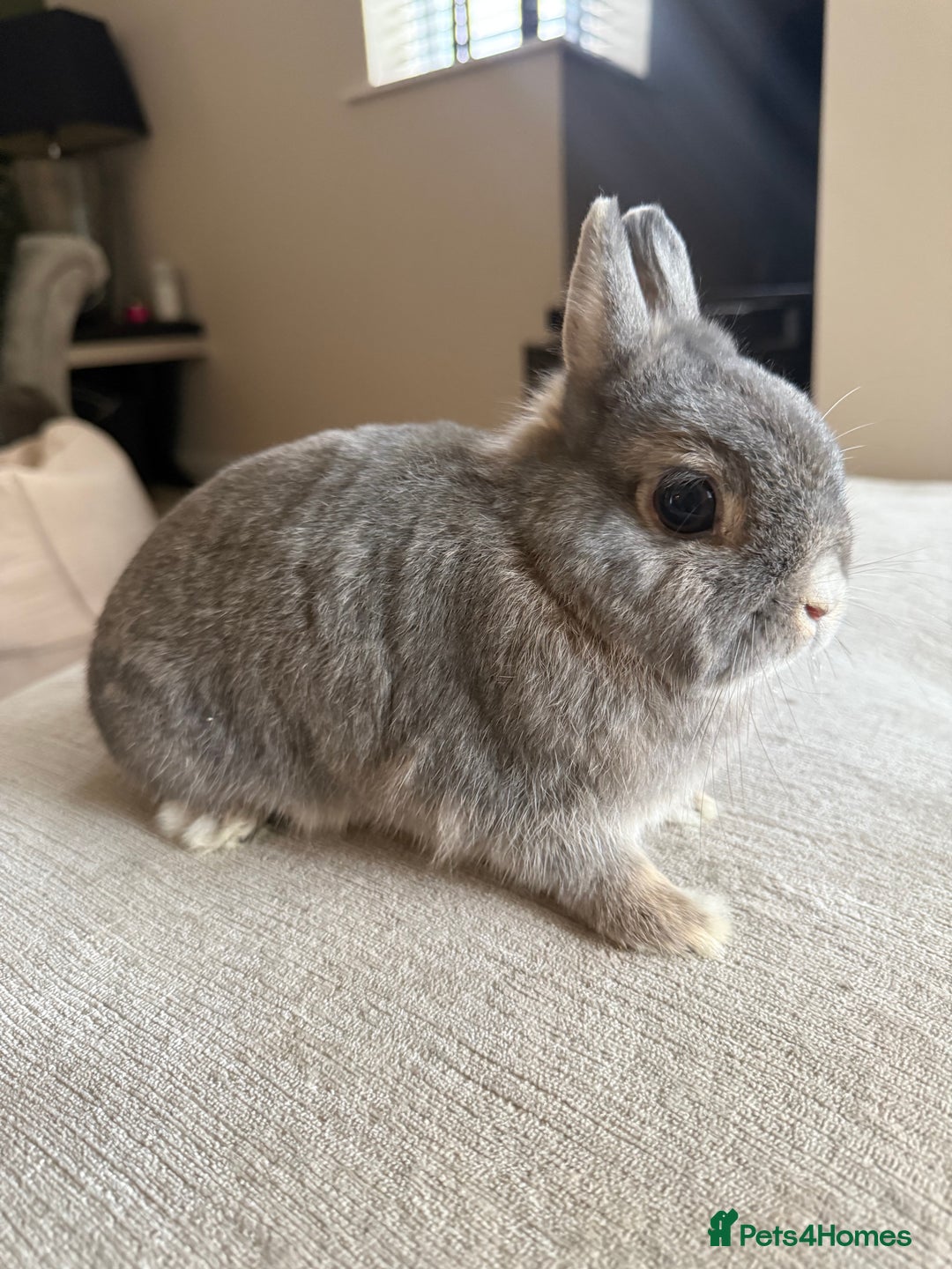 Netherland Dwarf rabbits for sale: Grey bunny with brown patchs - Image 1