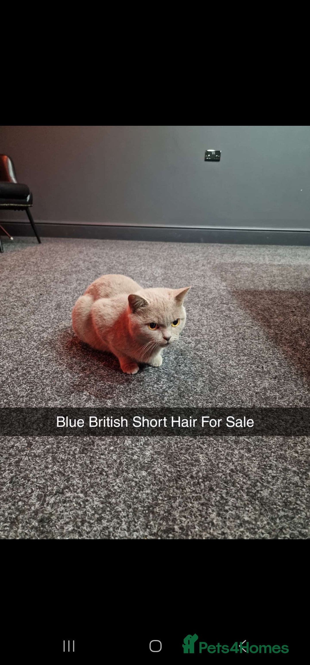 British Shorthair cats British short hair  - Advert 5