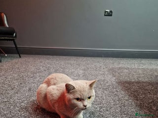 British Shorthair cats British short hair - Advert 2