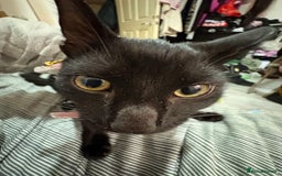 Bombay cats for sale: Brothers in need of home ASAP!! - Image 4