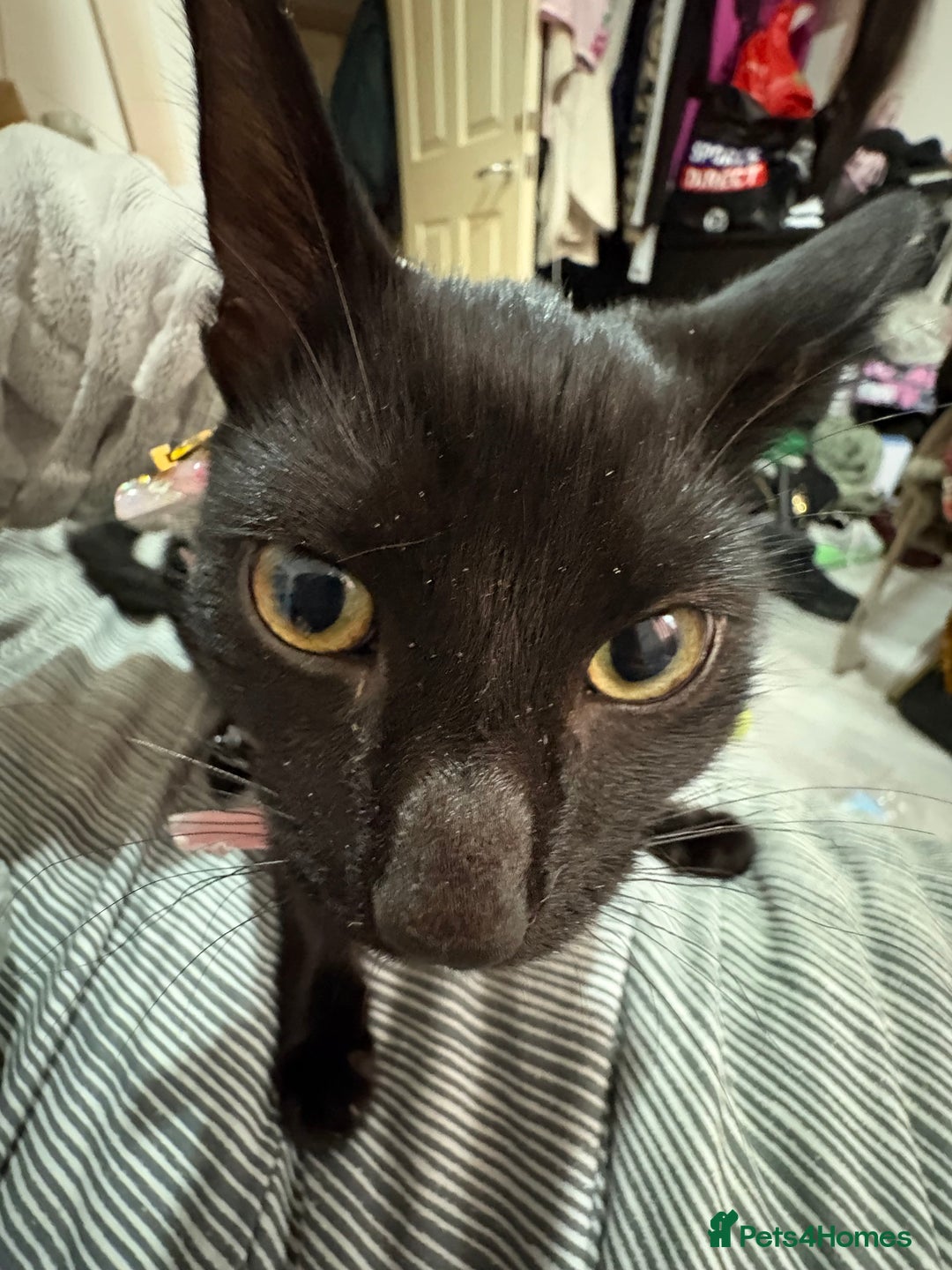 Bombay cats for sale: Brothers in need of home ASAP!! - Image 4