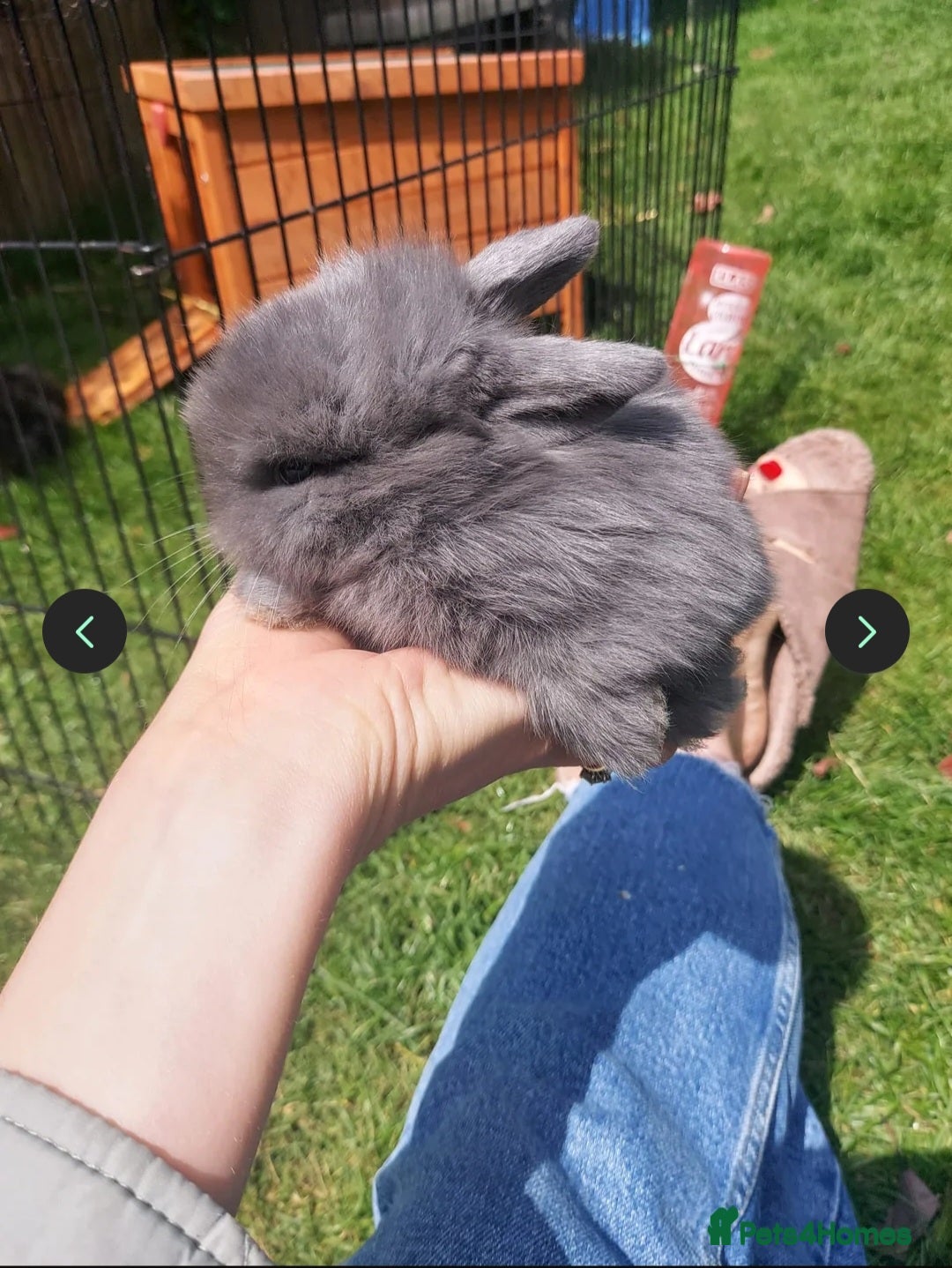 Mini Lop rabbits for sale: 3 x Mini Lion Lop Born 1 September Ready in 1 week - Advert 5