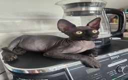 Sphynx cats for sale: 6 Lovely Canadian Sphynx kittens - Image 2