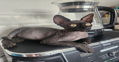 Sphynx cats - Advert 5