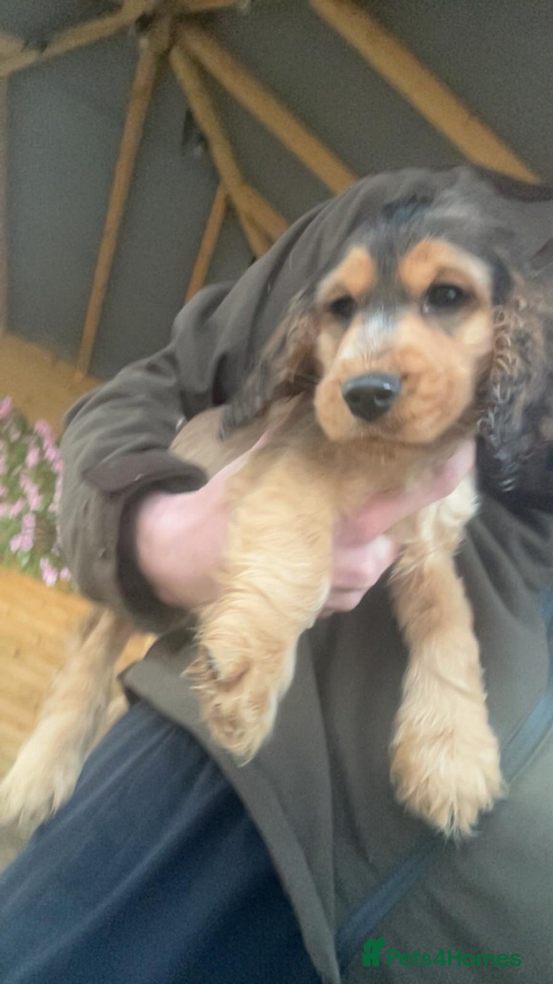 Cocker Spaniel dogs for sale: Show type cocker spaniel puppy’s.  - Advert 7