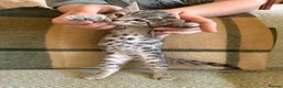 Bengal cats for sale: Exceptional Bengal Heritage Kittens in Llangammarch Wells - Advert 20