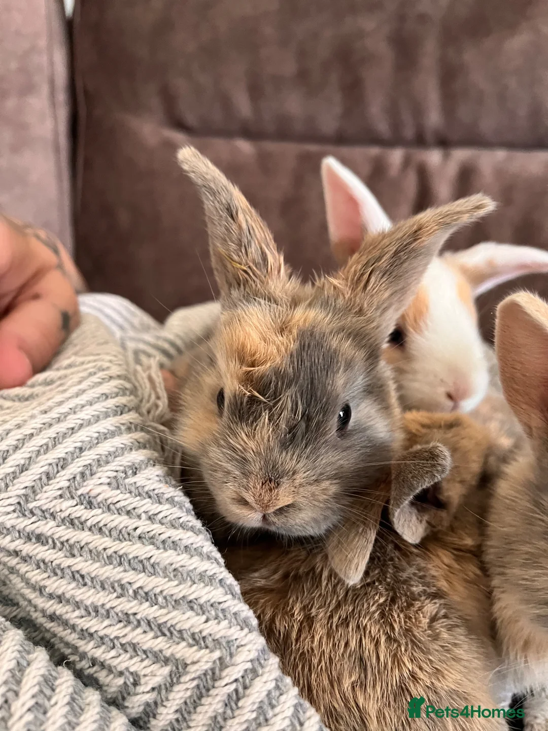 Mini Lop rabbits for sale: Mini lop baby rabbits for sale. Ready in 4 weeks in Warrington - Advert 5