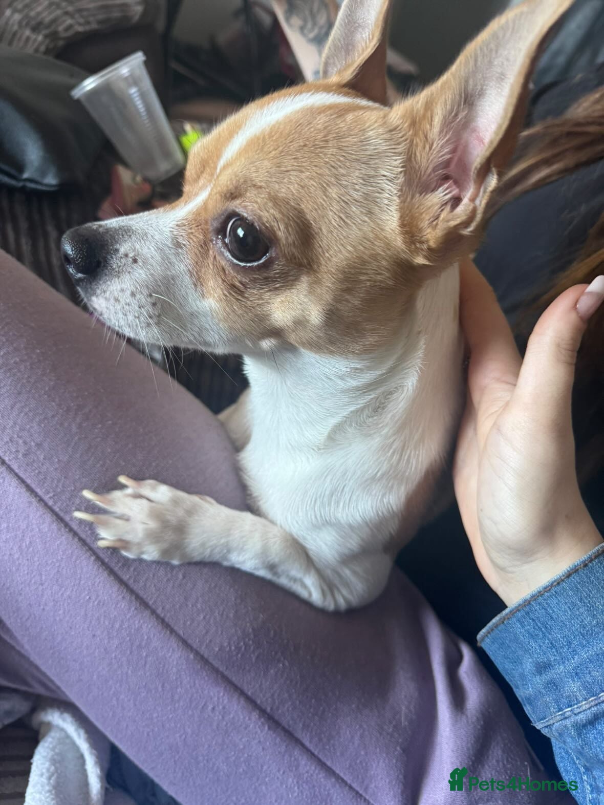 Mixed Breed dogs Lovely lil family dog  - Advert 2