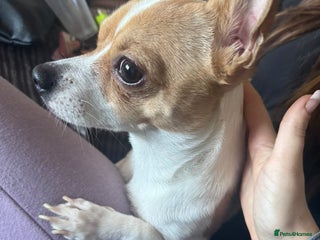 Mixed Breed dogs Lovely lil family dog - Advert 1