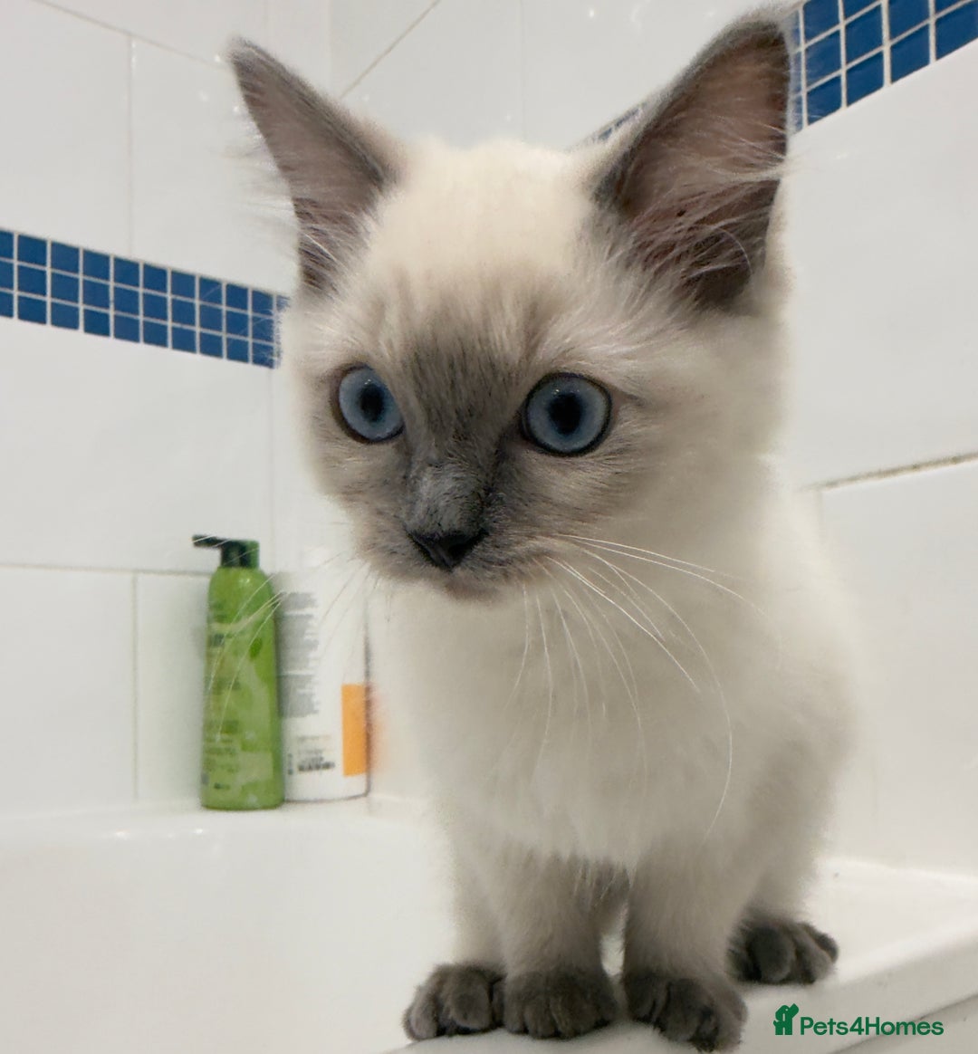 Ragdoll cats for sale: Beautiful pure ragdoll kitten  - Advert 1