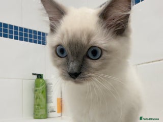 Ragdoll cats Beautiful pure ragdoll kitten - Advert 2