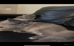 British Longhair cats for sale: British long hair x long hair  - Image 1