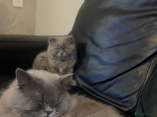 British Longhair cats British long hair x long hair - Advert 8