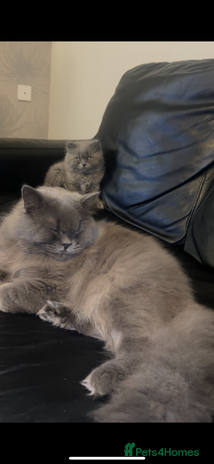 British Longhair cats - Advert 1