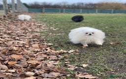 Pomeranian dogs for sale: White KENNEL CLUB Registered CHAMPION Bloodlines - Image 31