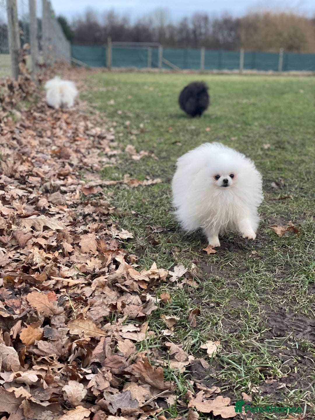 Pomeranian dogs for sale: White KENNEL CLUB Registered CHAMPION Bloodlines - Image 31