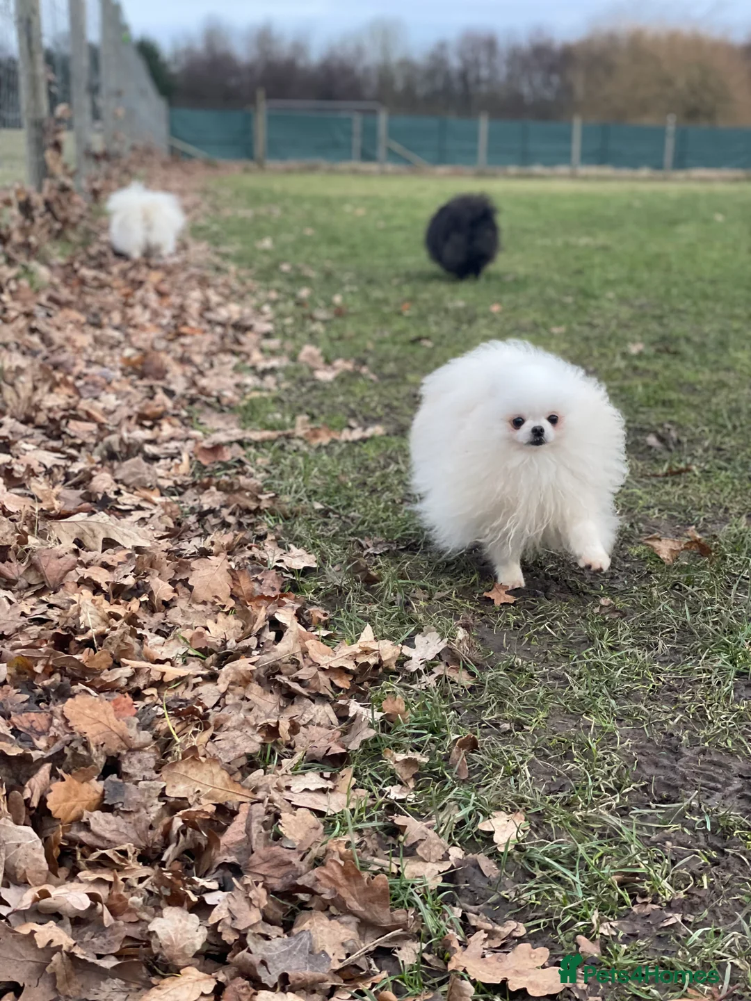 Pomeranian dogs for sale: White KENNEL CLUB Registered CHAMPION Bloodlines - Advert 26