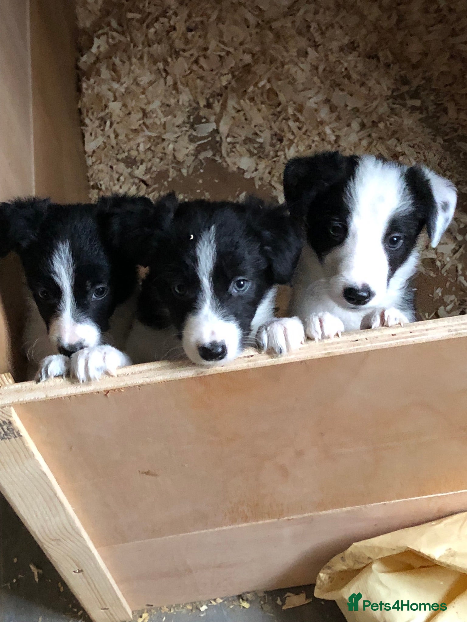 Border Collie dogs Adorable Border Collies - Advert 6