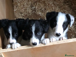 Border Collie dogs Adorable Border Collies - Advert 16