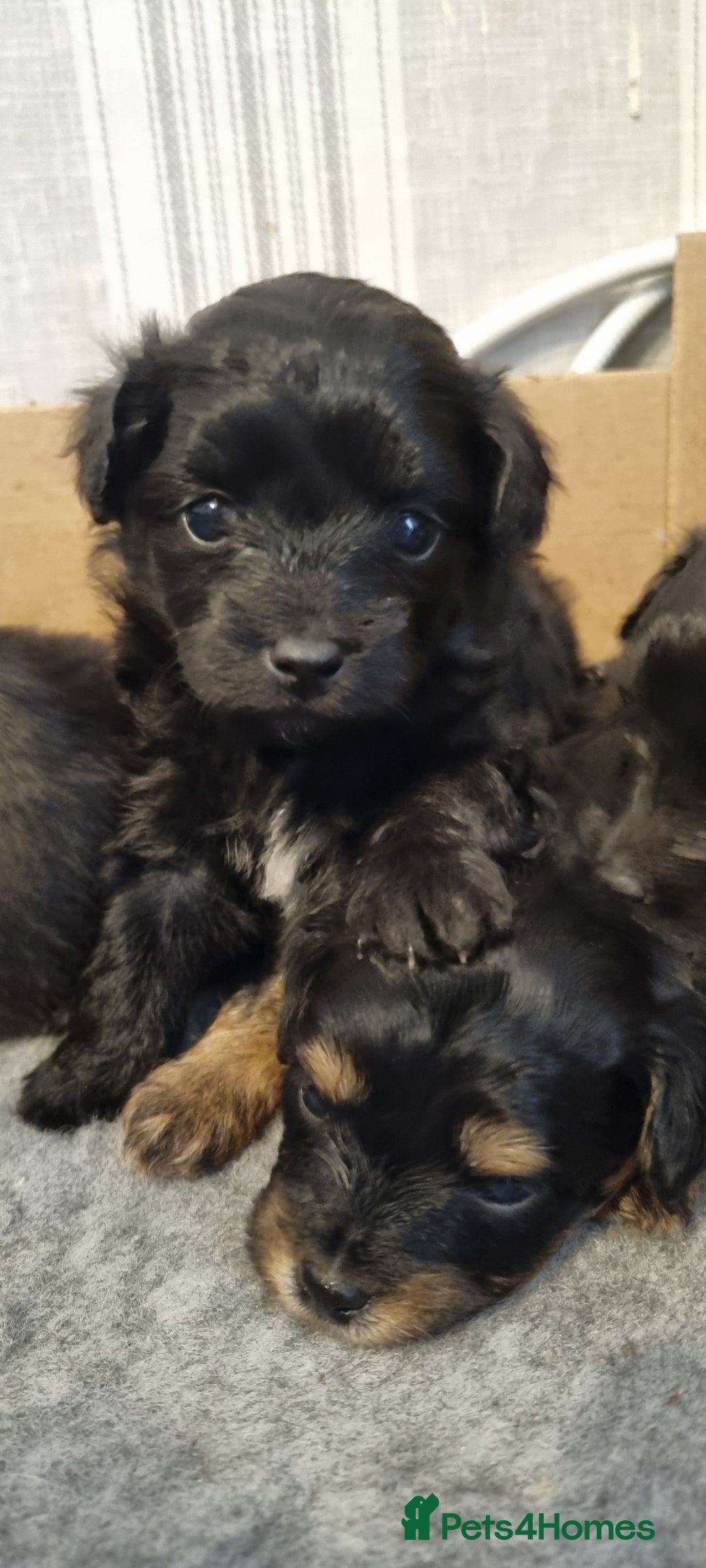 Mixed Breed dogs for sale: Pomchipoo girls - Advert 10