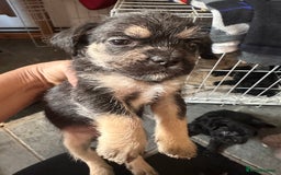 Mixed Breed dogs for sale: 6 fluffy frenchie cross puppies - Image 2