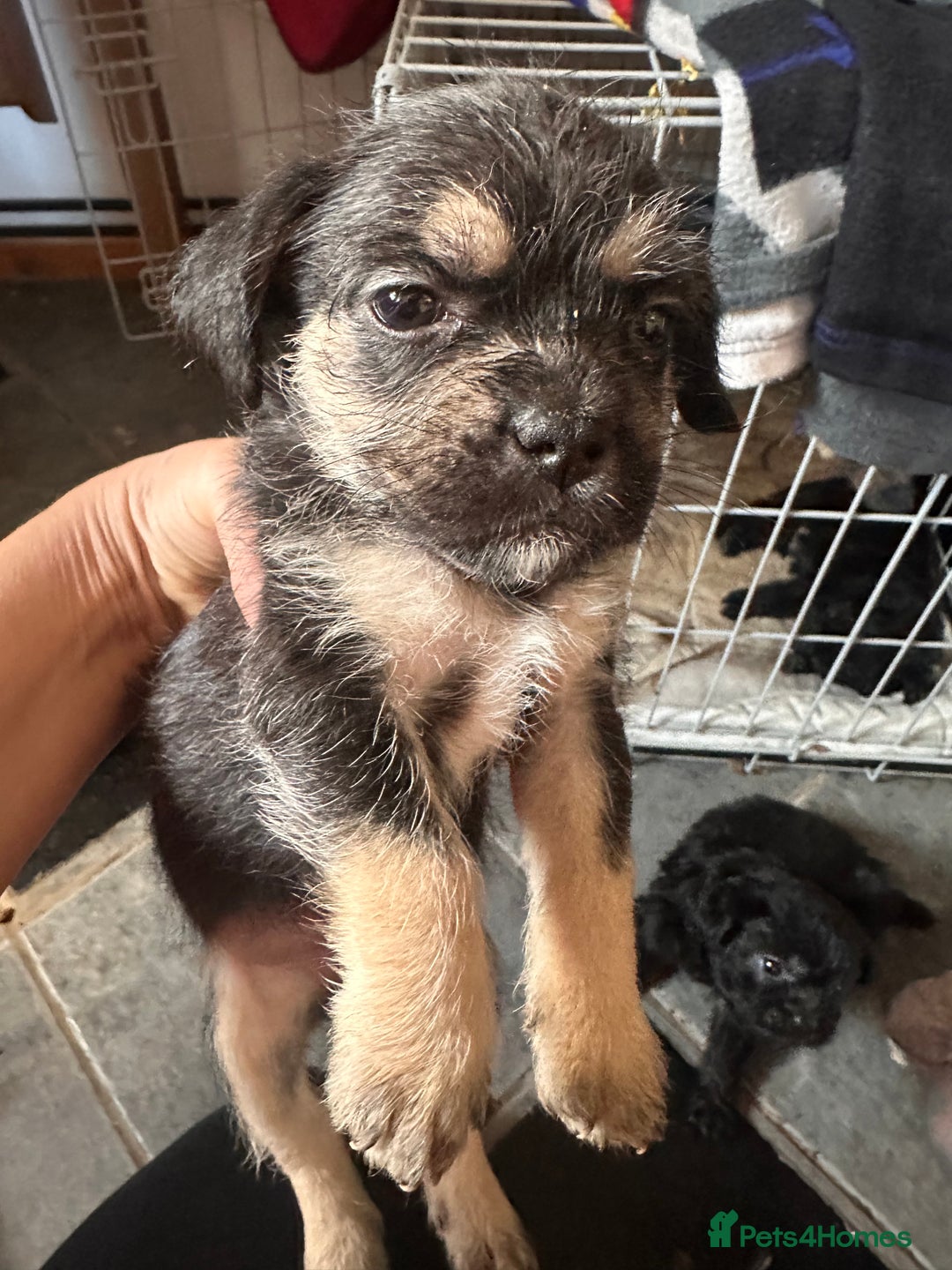 Mixed Breed dogs for sale: 6 fluffy frenchie cross puppies - Image 2