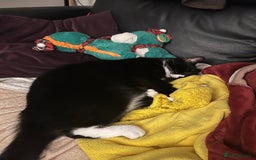 Mixed Breed cats for sale: Maine Coon mix boy - Image 7