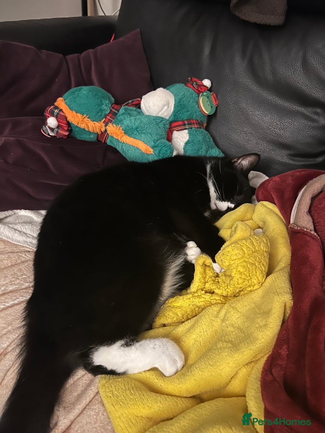 Mixed Breed cats for sale: Maine Coon mix boy - Image 7