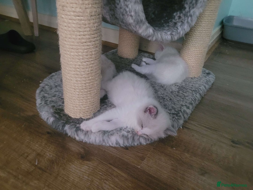 Ragdoll cats for sale: Litter of Five Gorgeous Ragdoll Kittens! - Image 9