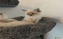 Ragdoll cats for sale: 7 beautiful seal/lynx point ragdoll kittens - Image 6