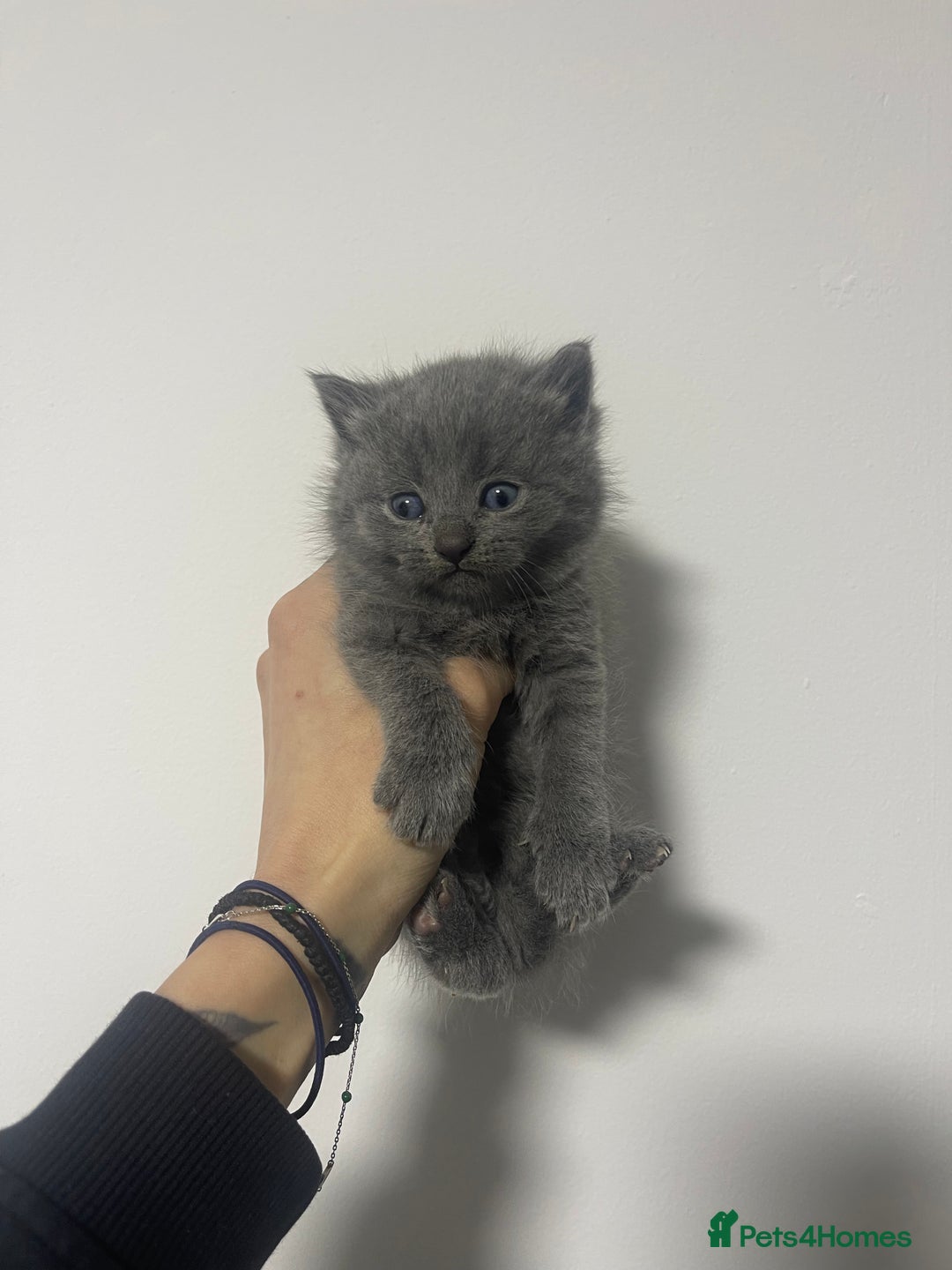 British Shorthair cats for sale: 2 british blue shorthair boys - Advert 3