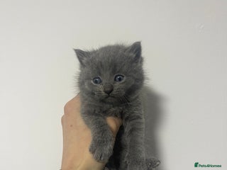 British Shorthair cats 2 british blue shorthair boys - Advert 1