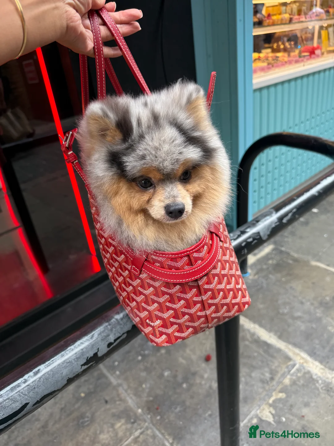 Pomeranian dogs for stud: Rare Blue & Tan Merle Pomeranian Stud – London  - Advert 6