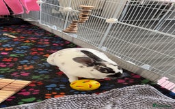 English Spot rabbits for sale: Female rabbit for sale  - Image 2