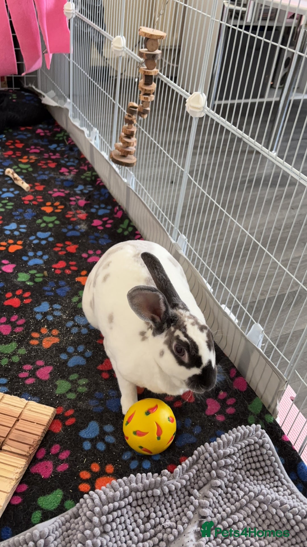 English Spot rabbits for sale: Female rabbit for sale  - Image 2