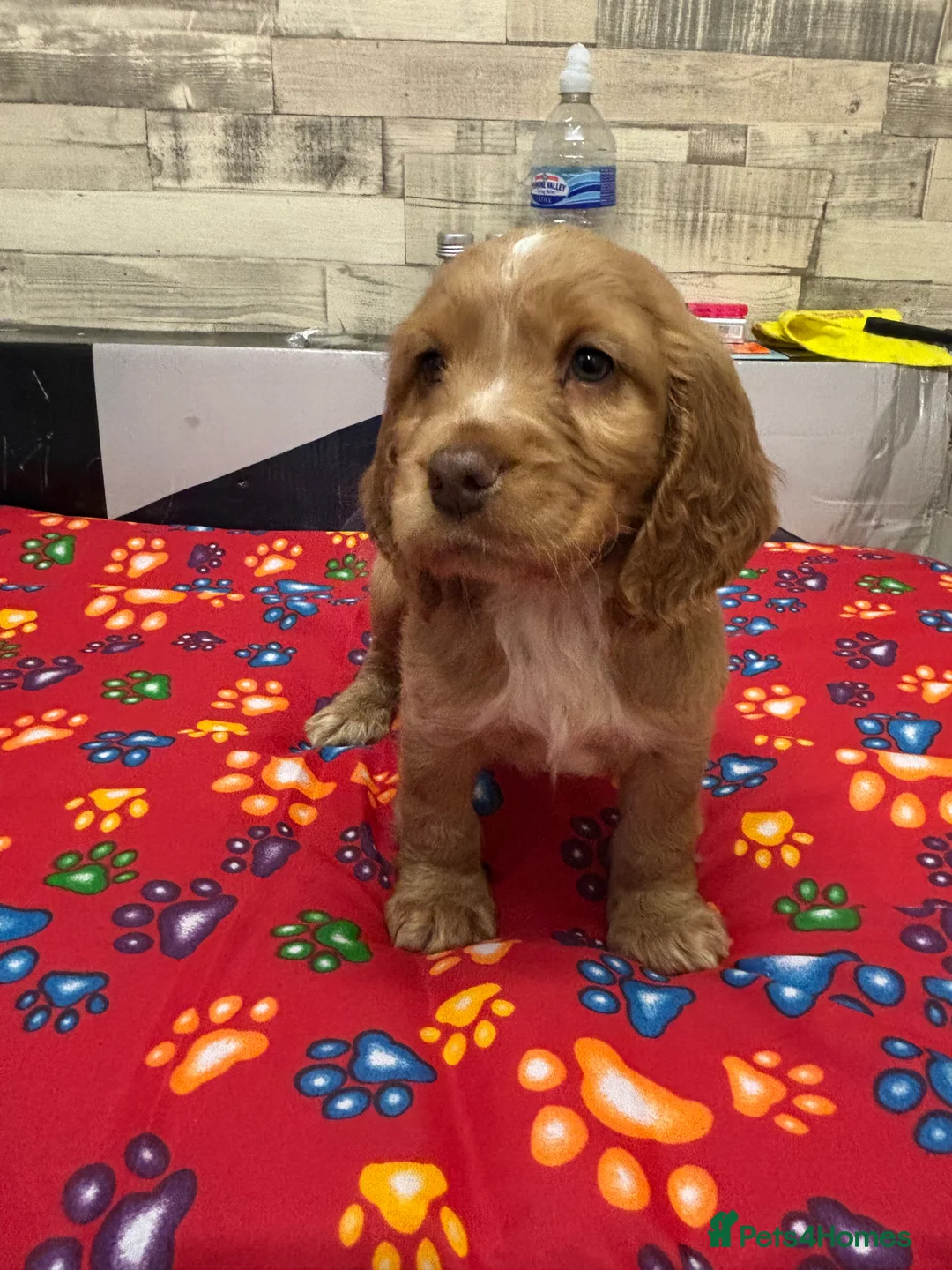 Cocker Spaniel dogs for sale: Cocker spaniels  - Advert 4
