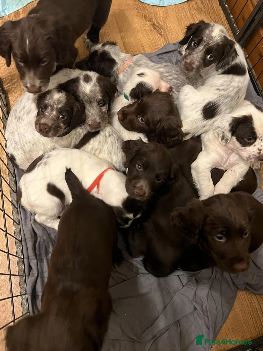 Cocker Spaniel dogs for stud: KC REGISTERED WORKING COCKER SPANIEL FOR STUD in Rhayader - Advert 20