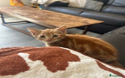 Domestic Shorthair cats for sale: One male kitten left  - Image 3