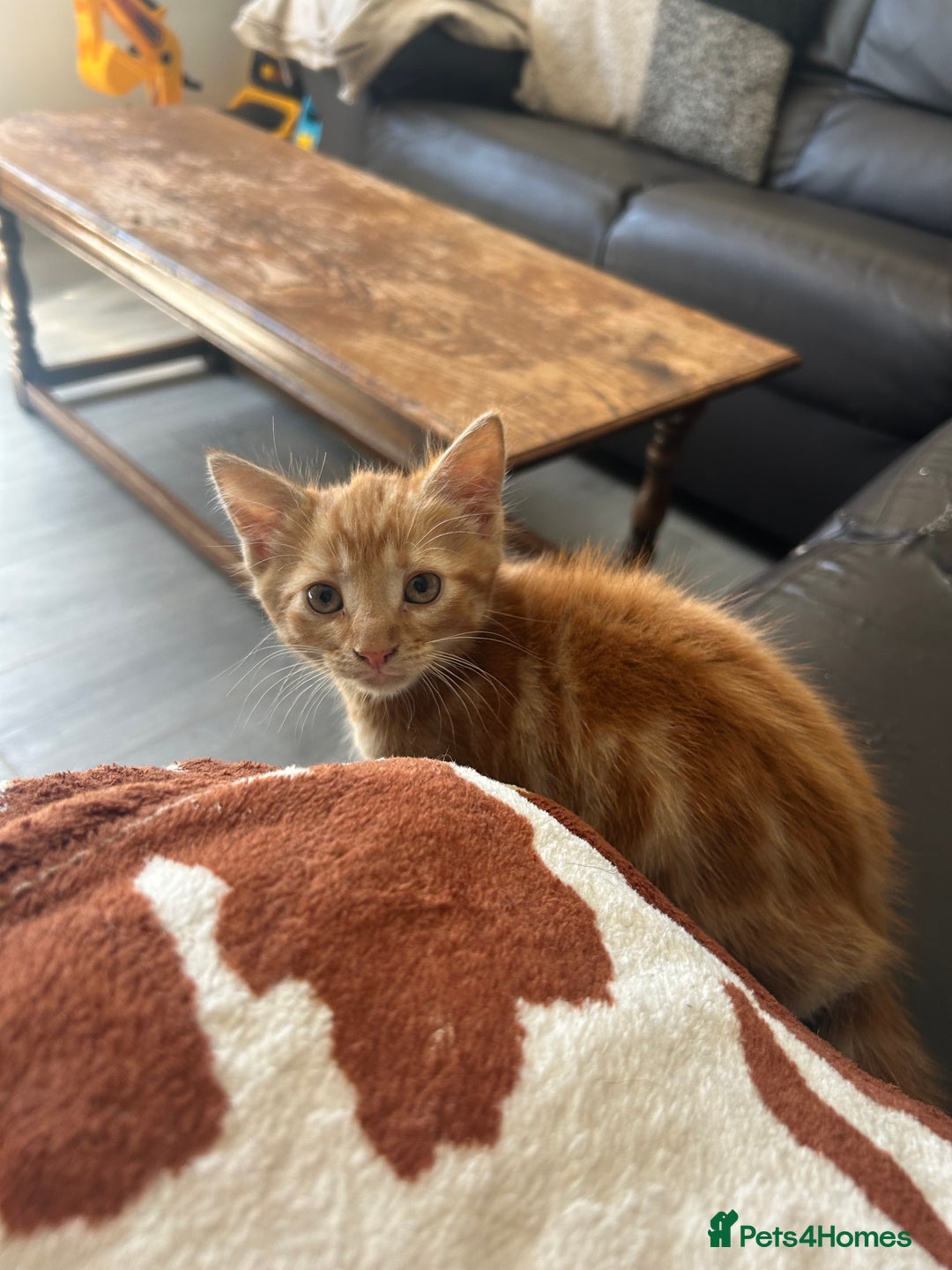 Domestic Shorthair cats for sale: One male kitten left  - Image 3