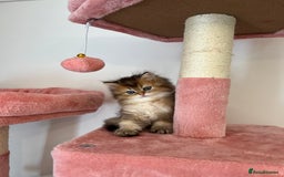 British Longhair cats for sale: Looking for a new family!!!!  - Image 13