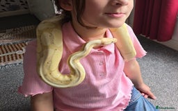 Python Snake reptiles for sale: Banana Fire Royal (Ball) Python - Image 4
