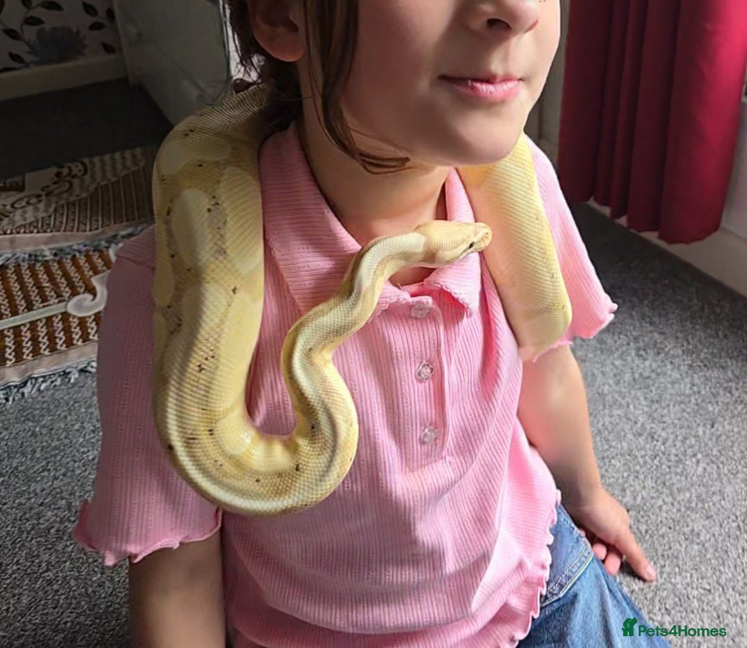 Python Snake reptiles for sale: Banana Fire Royal (Ball) Python - Image 4