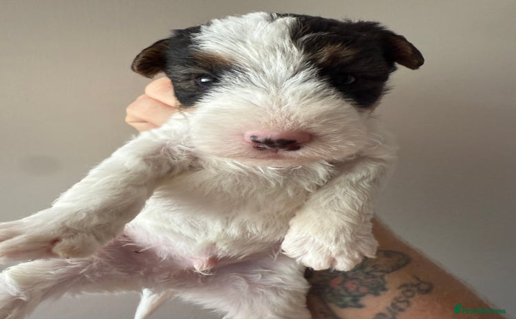 Fox Terrier dogs - Advert 1