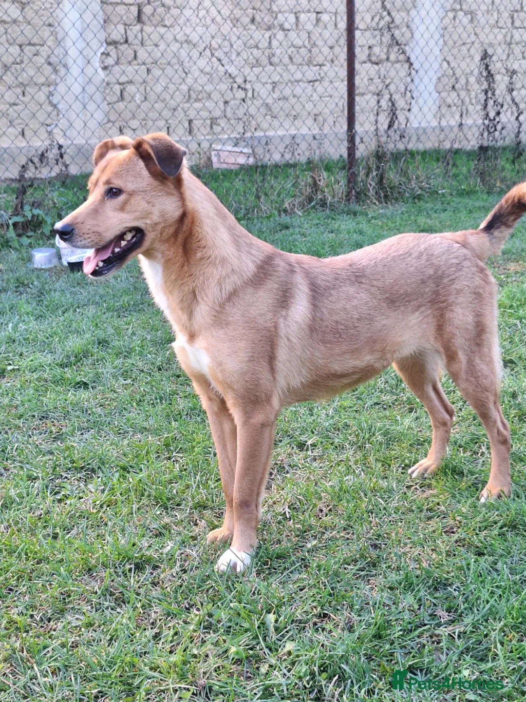 Mixed Breed dogs for adoption: Laika for adoption - Advert 8