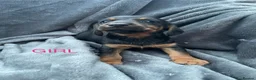 Jackshund dogs for sale: 8 beautiful miniature Jack Russell’s  - Advert 16